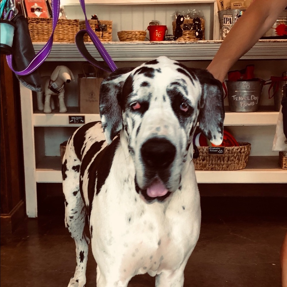 Meet your Posher, Nelson